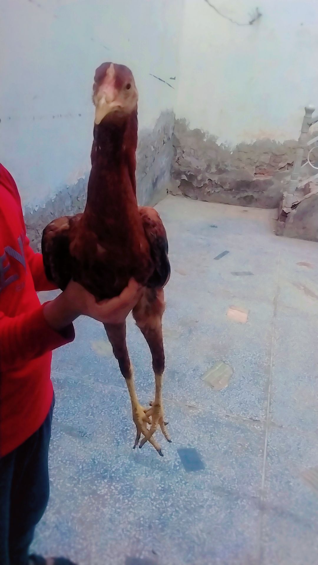 High quality chicks