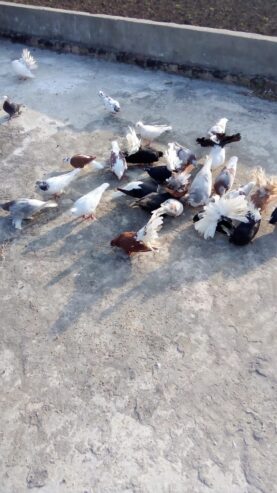کبوتر برائے فروخت