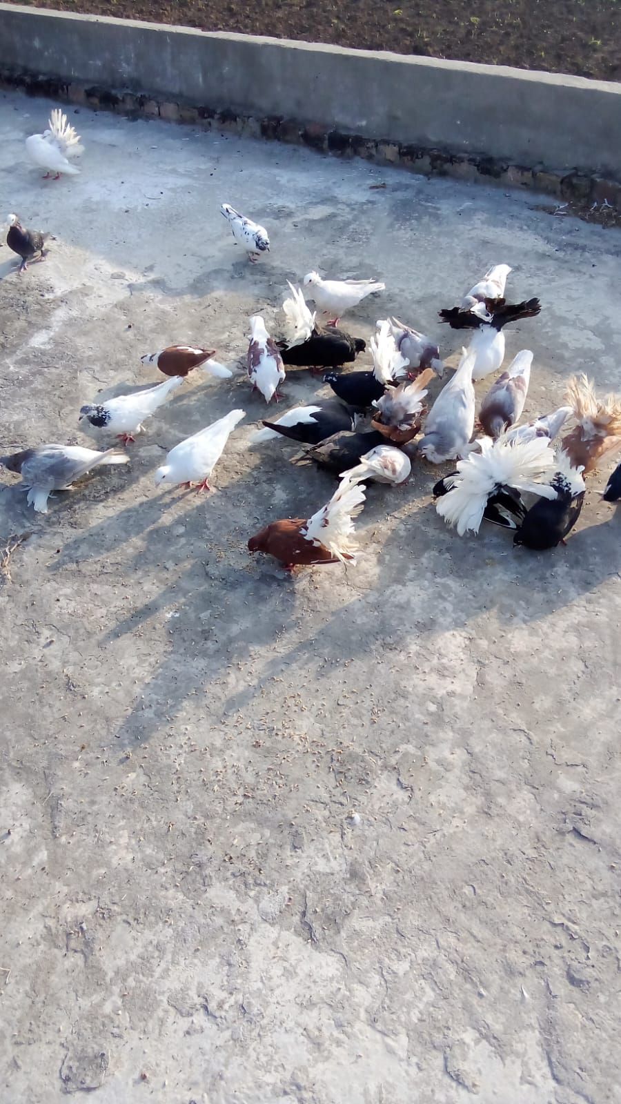 کبوتر برائے فروخت
