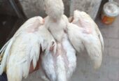 Paper white heera aseel chiks