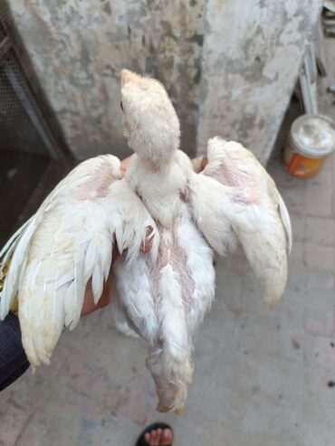 Paper white heera aseel chiks