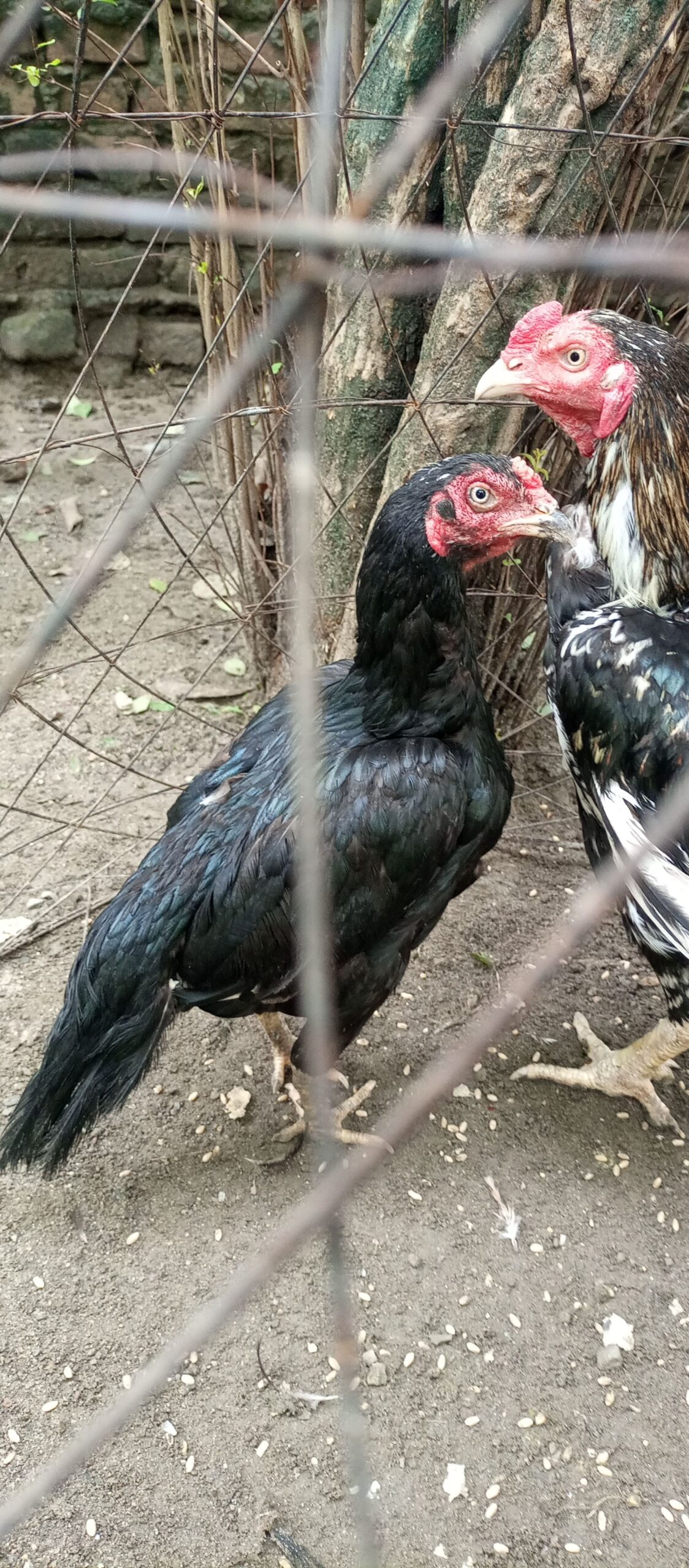 Aseel for sale location Islamabad g7 only serious person