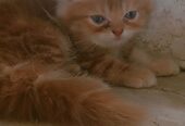 Brownie (Persian cat)
