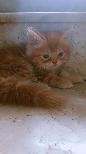 Brownie (Persian cat)