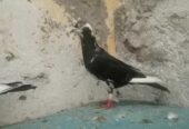 4 kabotar for sale