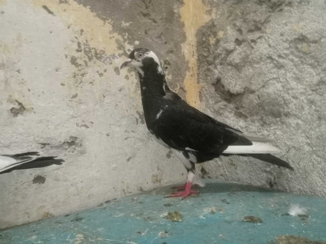 4 kabotar for sale