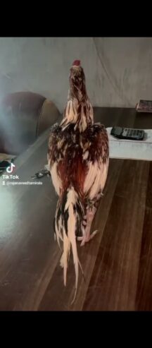 Bot acha mugra ha 3kg k mora ha