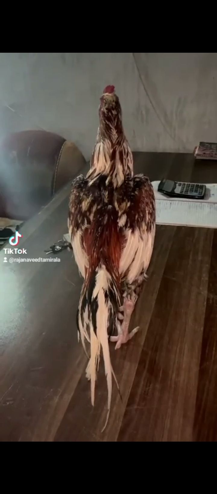 Bot acha mugra ha 3kg k mora ha
