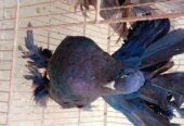 Singapuri pigeons