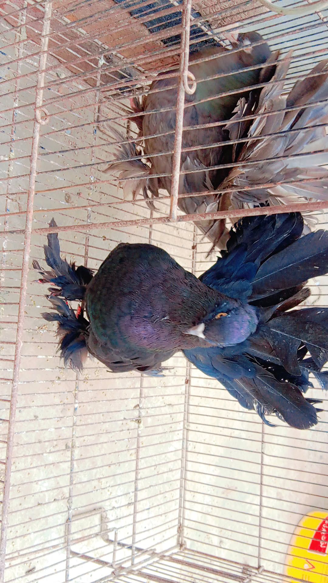 Singapuri pigeons