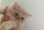 Persian kitten triple coated