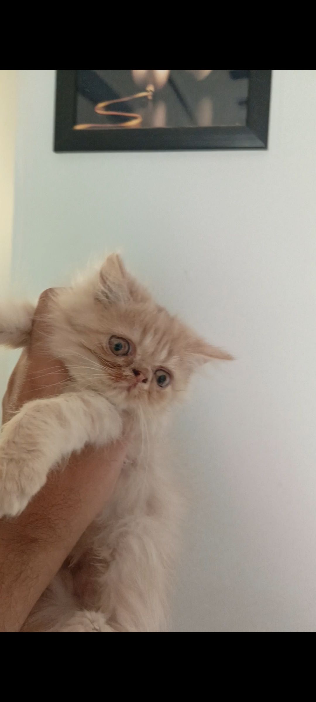 Persian kitten triple coated