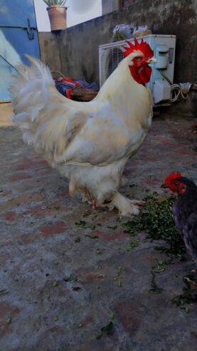 White buff Male