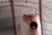 Albino red eyes Adult three piece