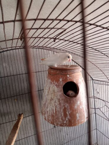Albino red eyes Adult three piece