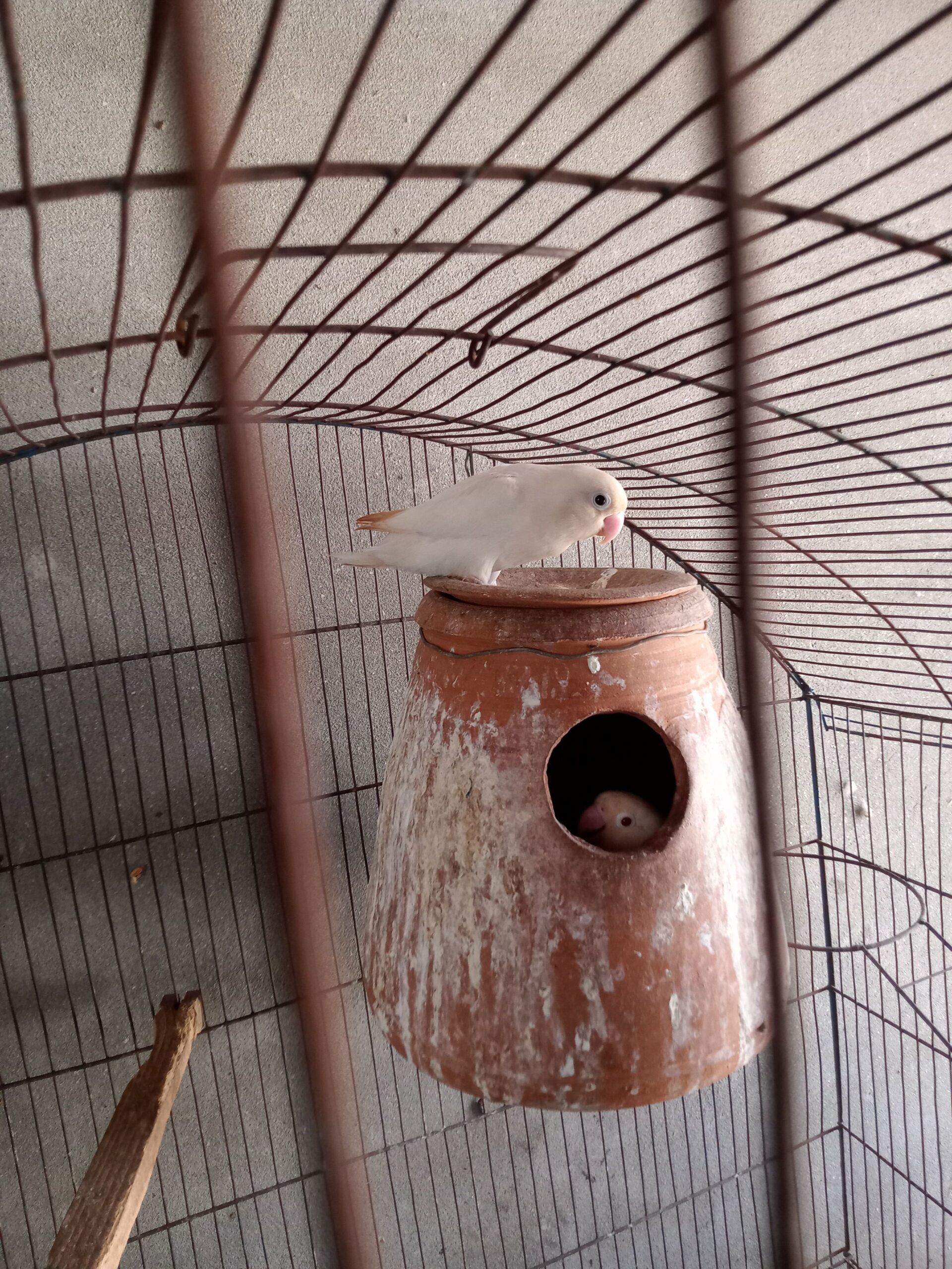 Albino red eyes Adult three piece