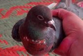 Pigeon forsale location muzaffarghr