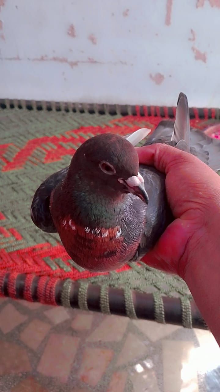 Pigeon forsale location muzaffarghr