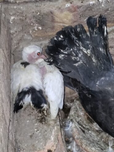 Indian fantail pigeon pair