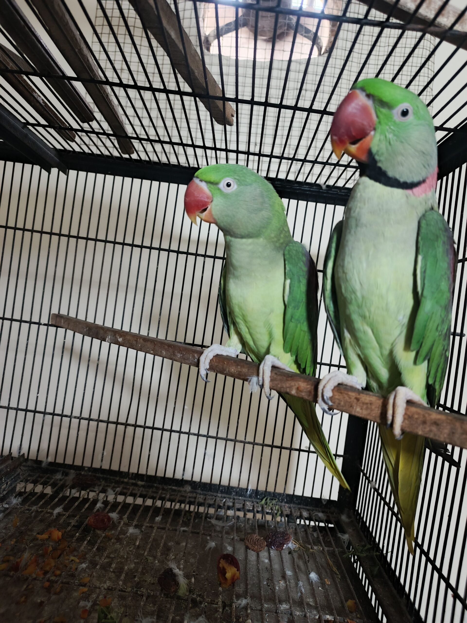 Raaw jambo size breeder pair available