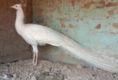 White peacock male for sale
