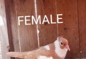Pigeon forsale location muzaffarghr