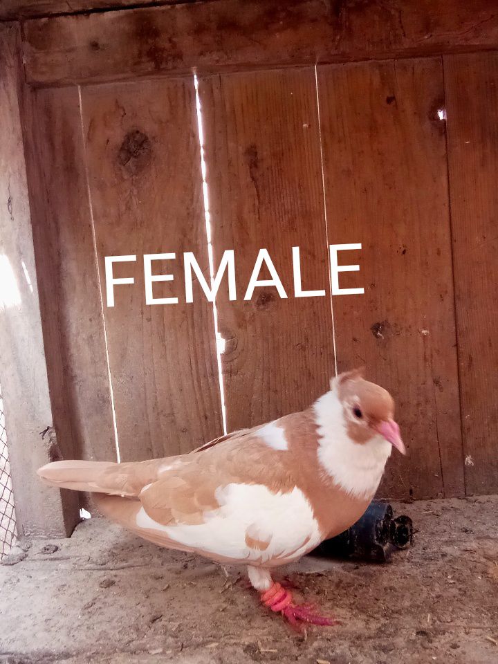 Pigeon forsale location muzaffarghr