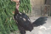 Pure pakoya fighter birds Aseel