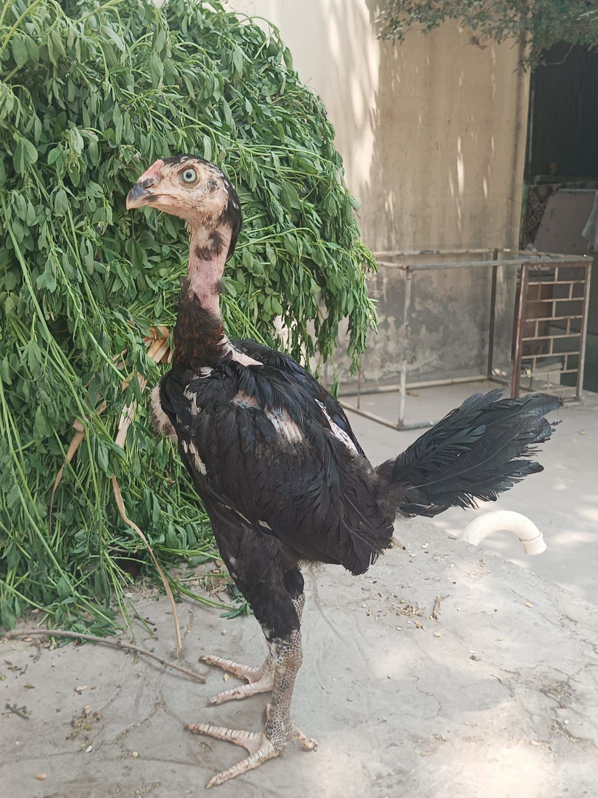 Pure pakoya fighter birds Aseel