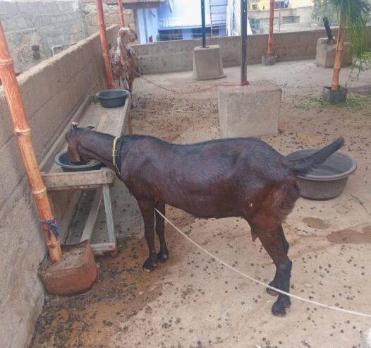 Mkha cheeni bkri or kmori bkri for sale hn