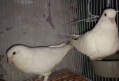 Pigeons