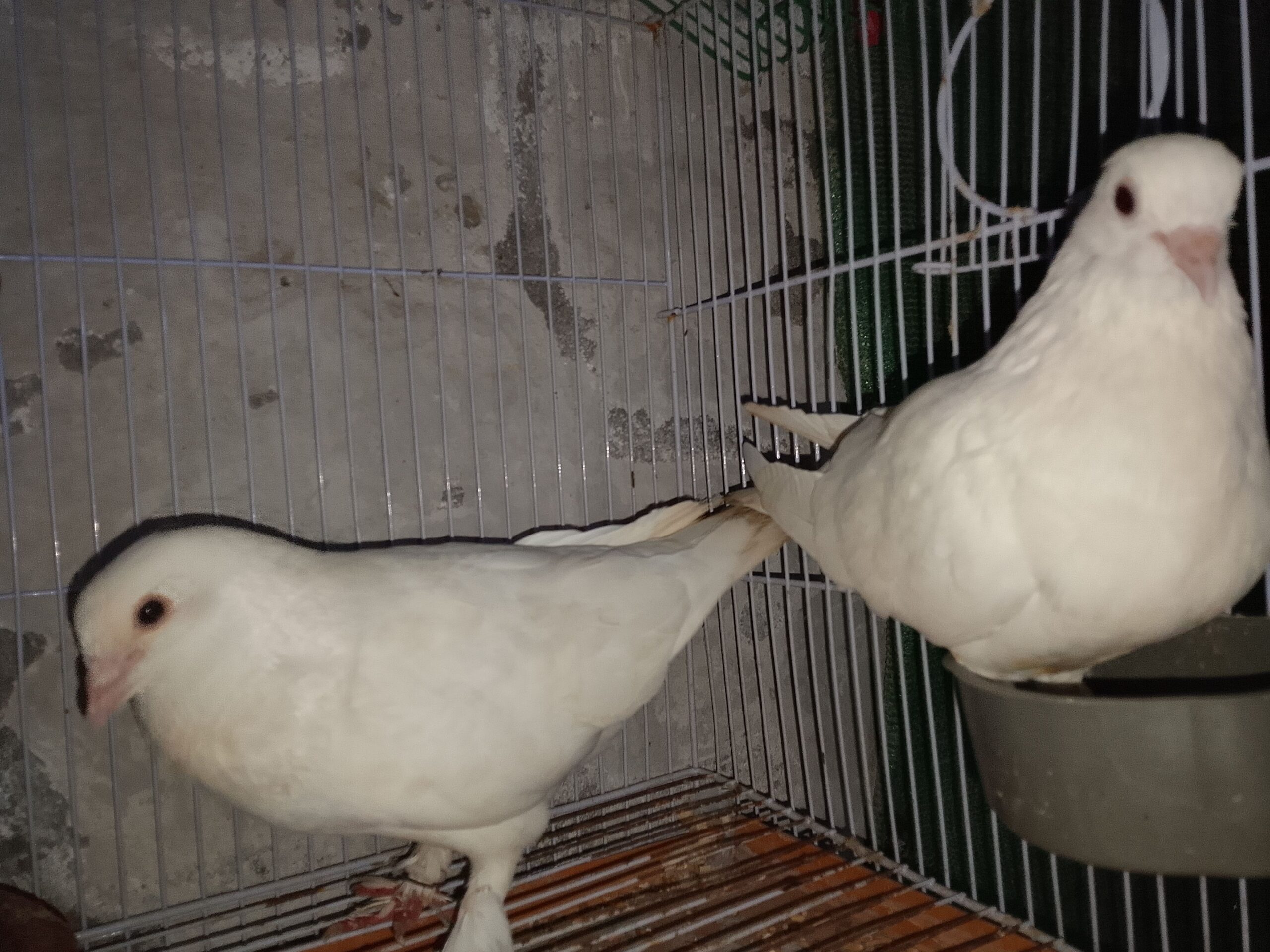 Pigeons