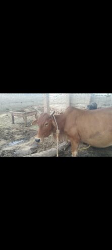 گائے برائے فروخت
