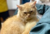 Persian cat Punch face male