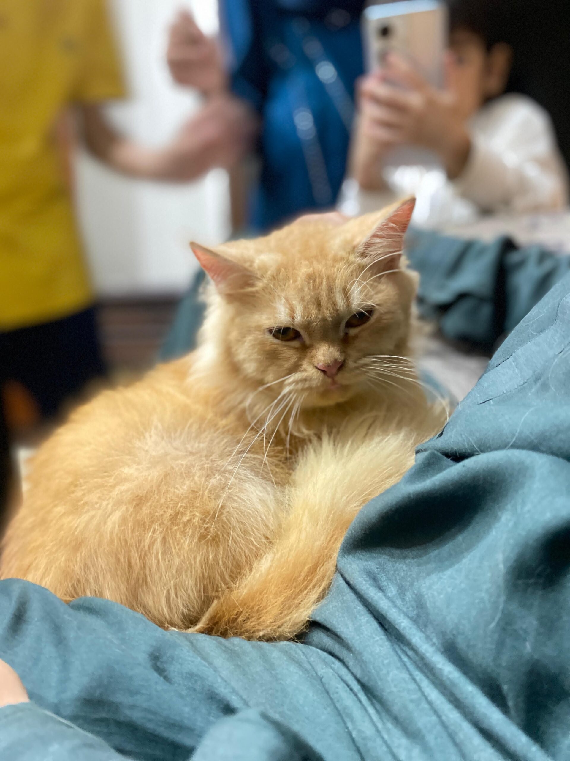 Persian cat Punch face male