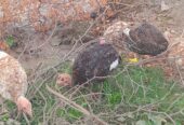 Turkey birds