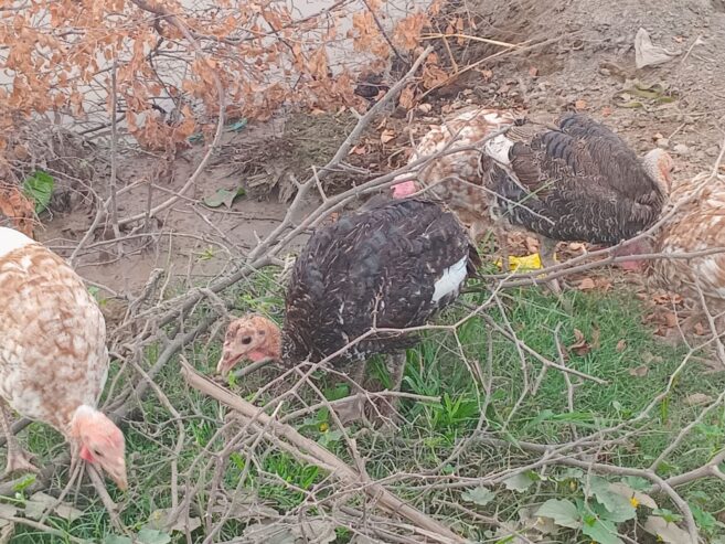 Turkey birds