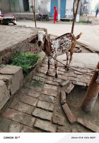Makhi china Bakra / qurabani 2026