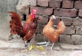 Golden subright breader pair available