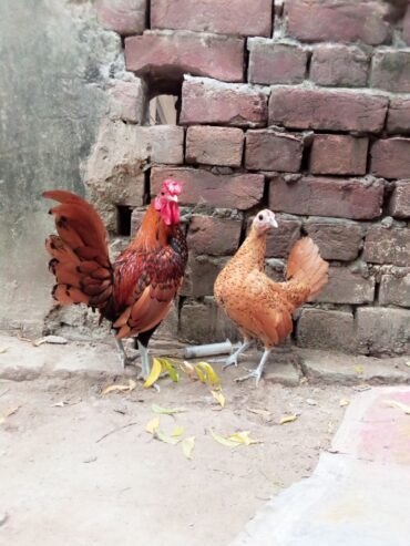 Golden subright breader pair available
