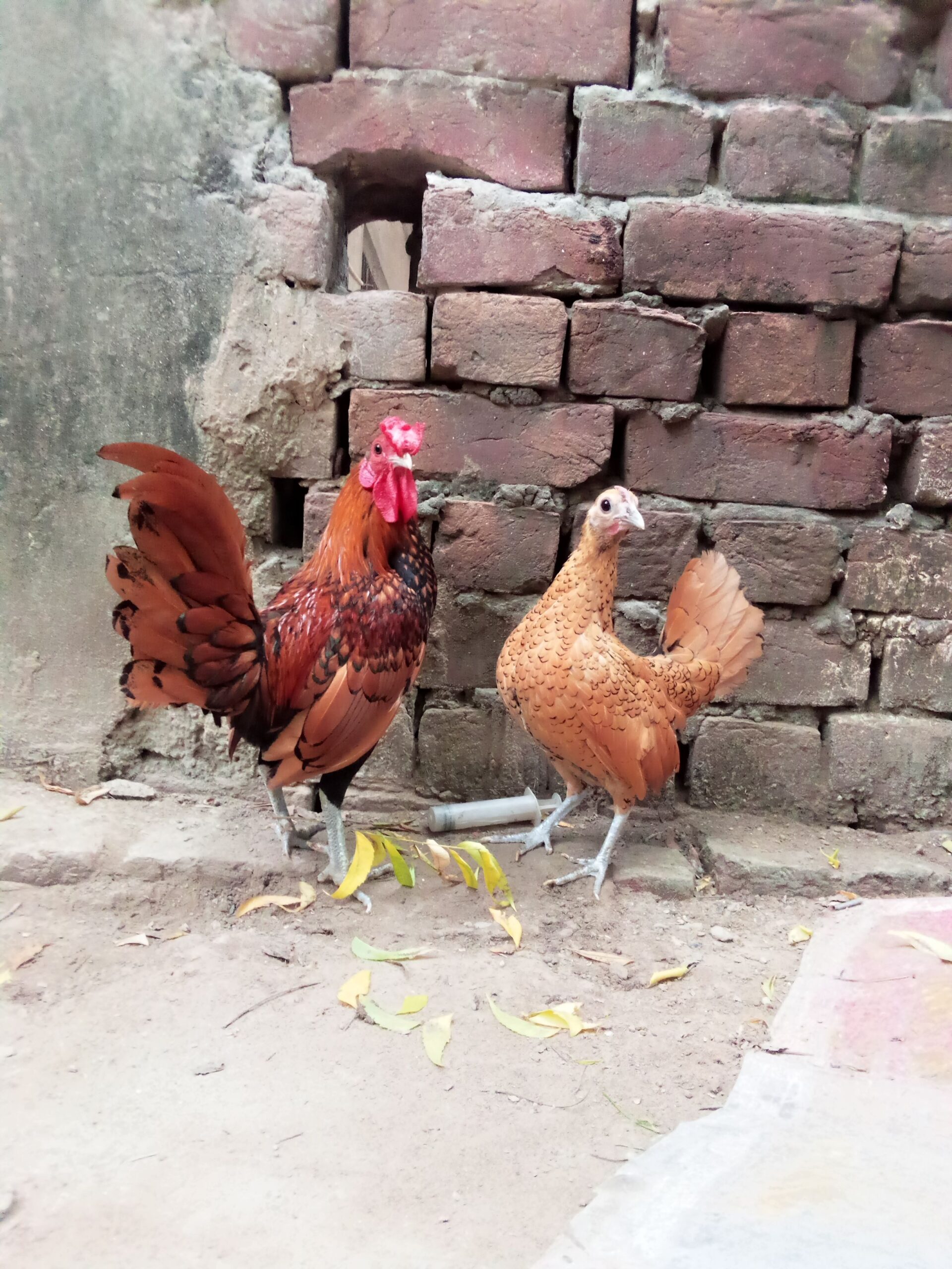 Golden subright breader pair available