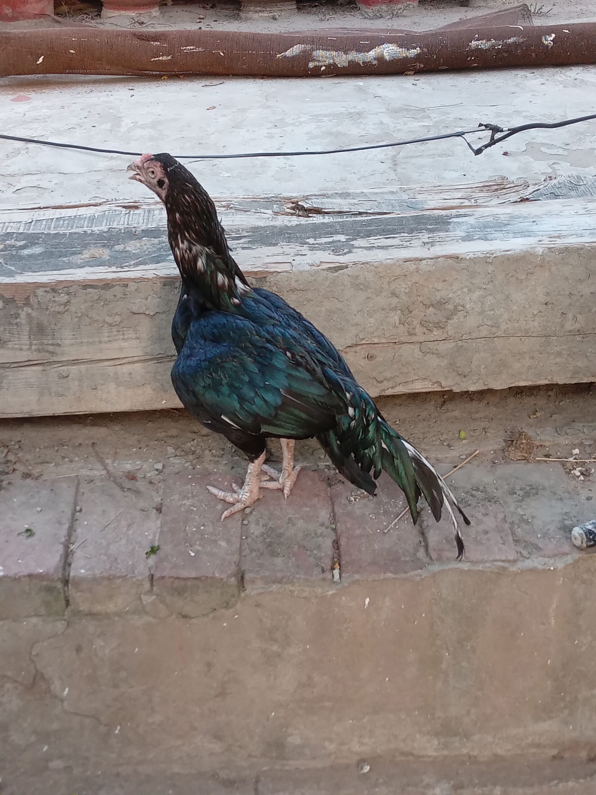 Mushki lasani murghi