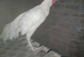 HEERA patha