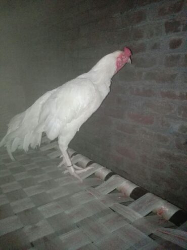 HEERA patha