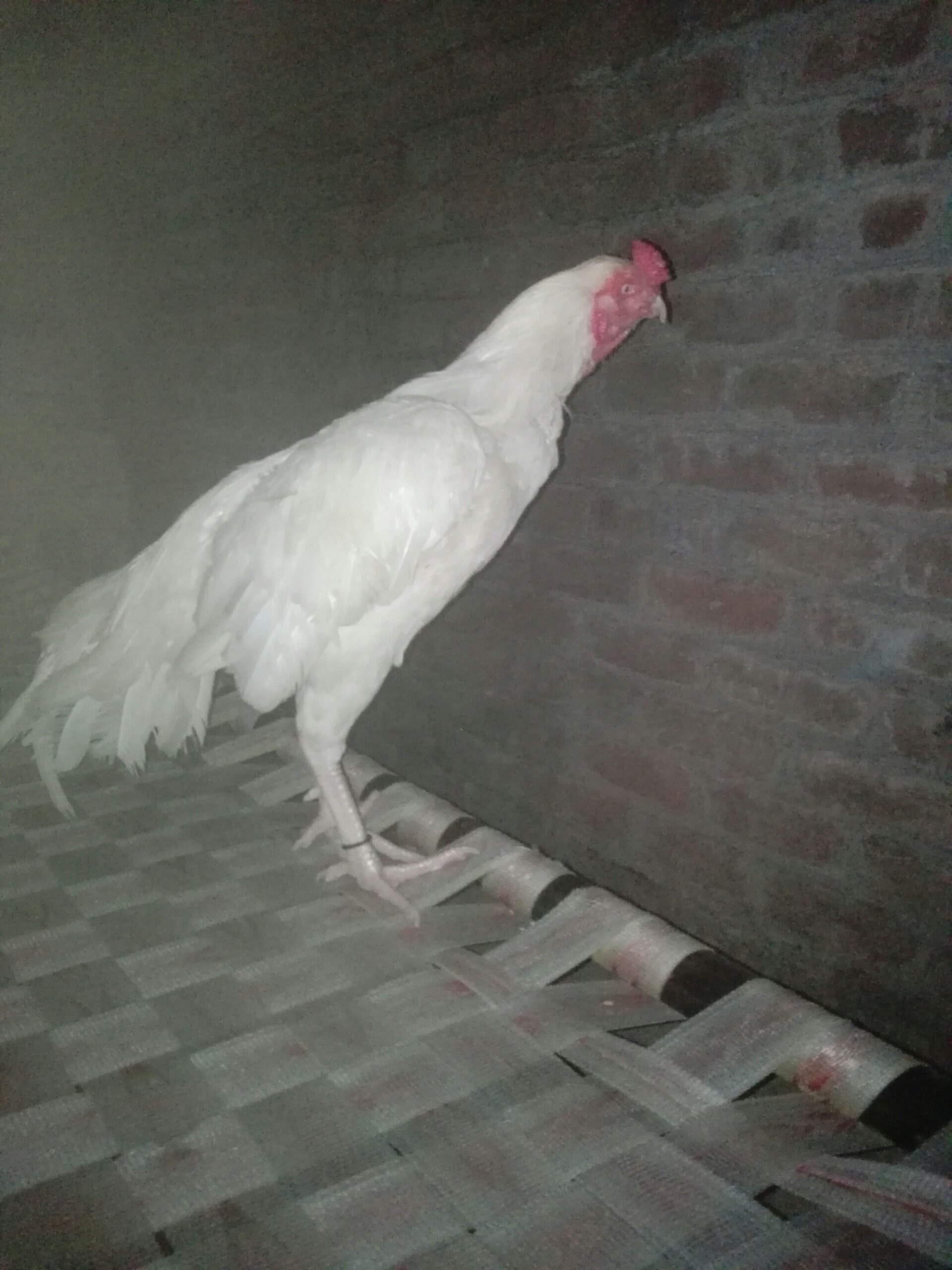 HEERA patha