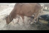 گائے برائے فروخت
