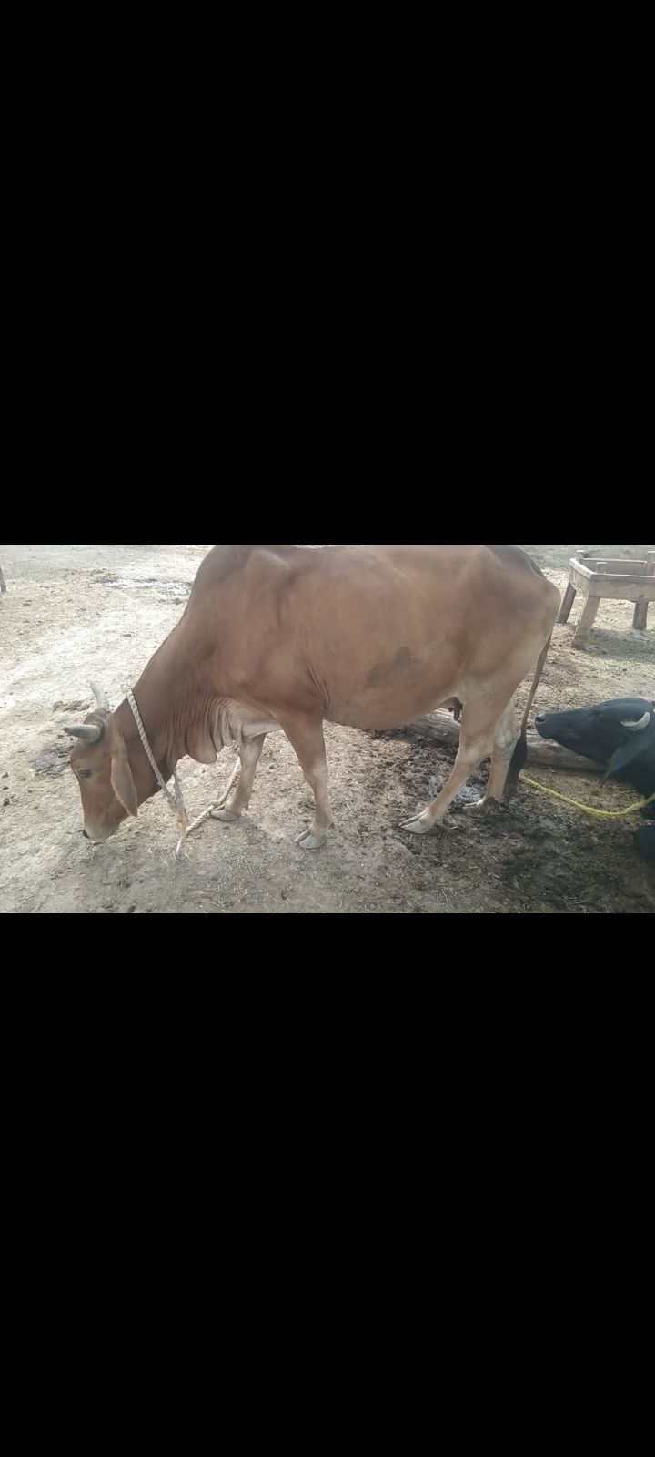 گائے برائے فروخت