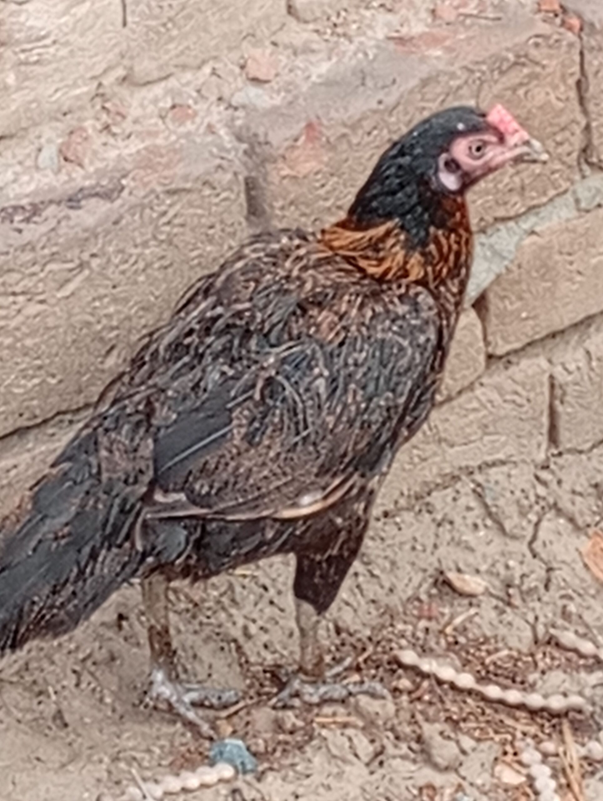 Quality aseel for sale in Faisalabad