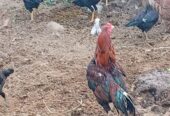 Quality aseel for sale in Faisalabad
