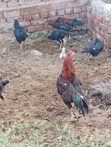 Quality aseel for sale in Faisalabad